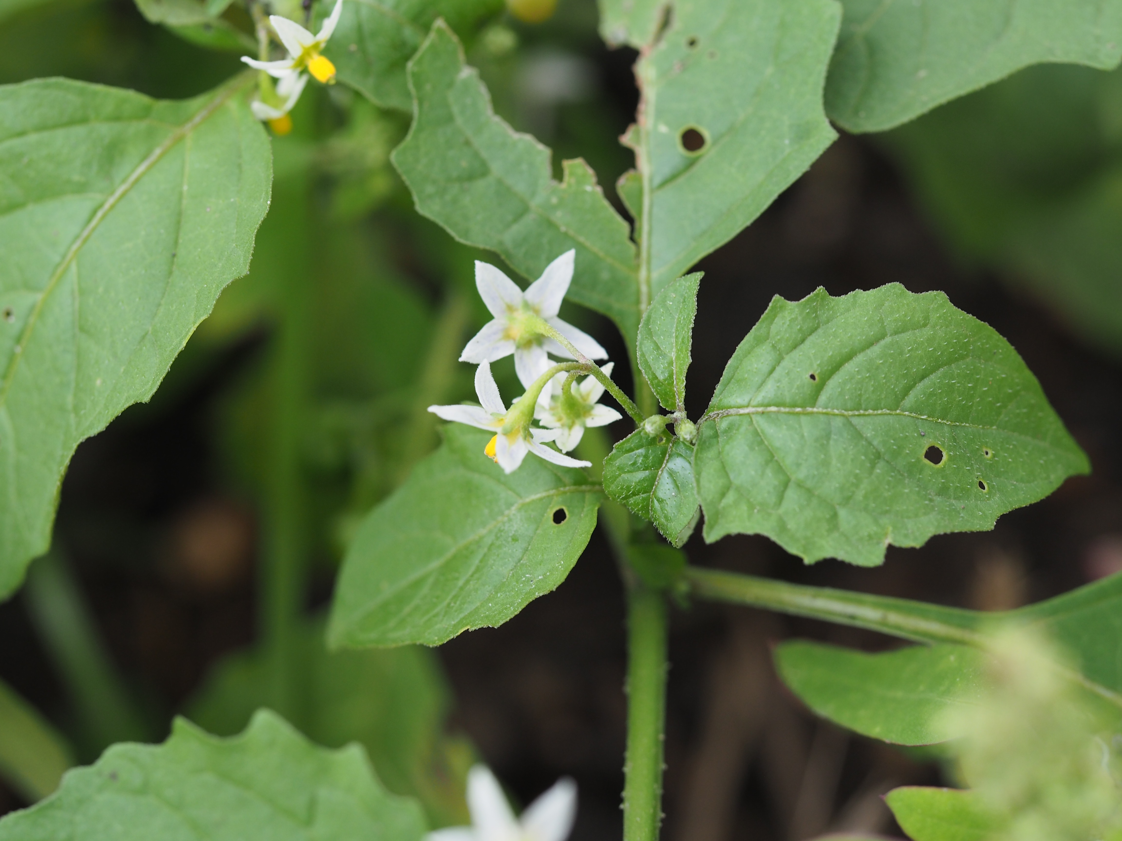 Eastern Black Nightshade